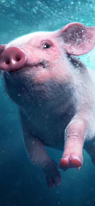 在水中游泳的猪高清壁纸