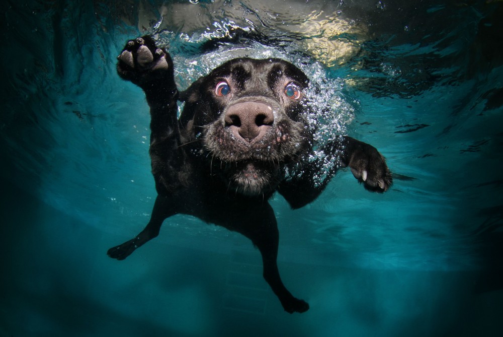 黑色小狗水中游泳高清电脑壁纸