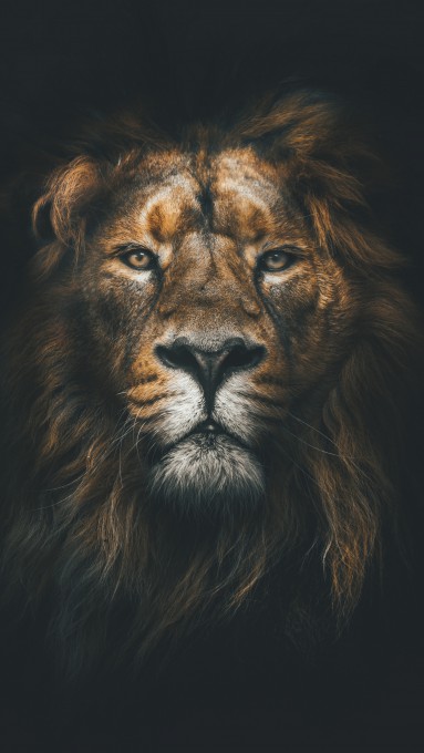 捕食者狮子高清4k动物壁纸