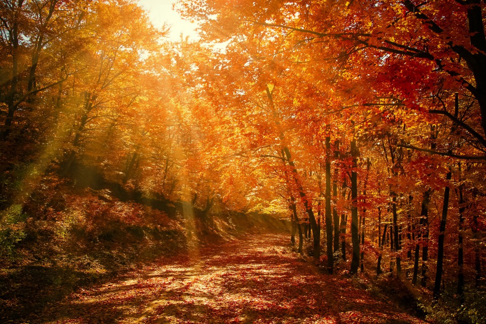 秋天阳光森林树叶高清壁纸