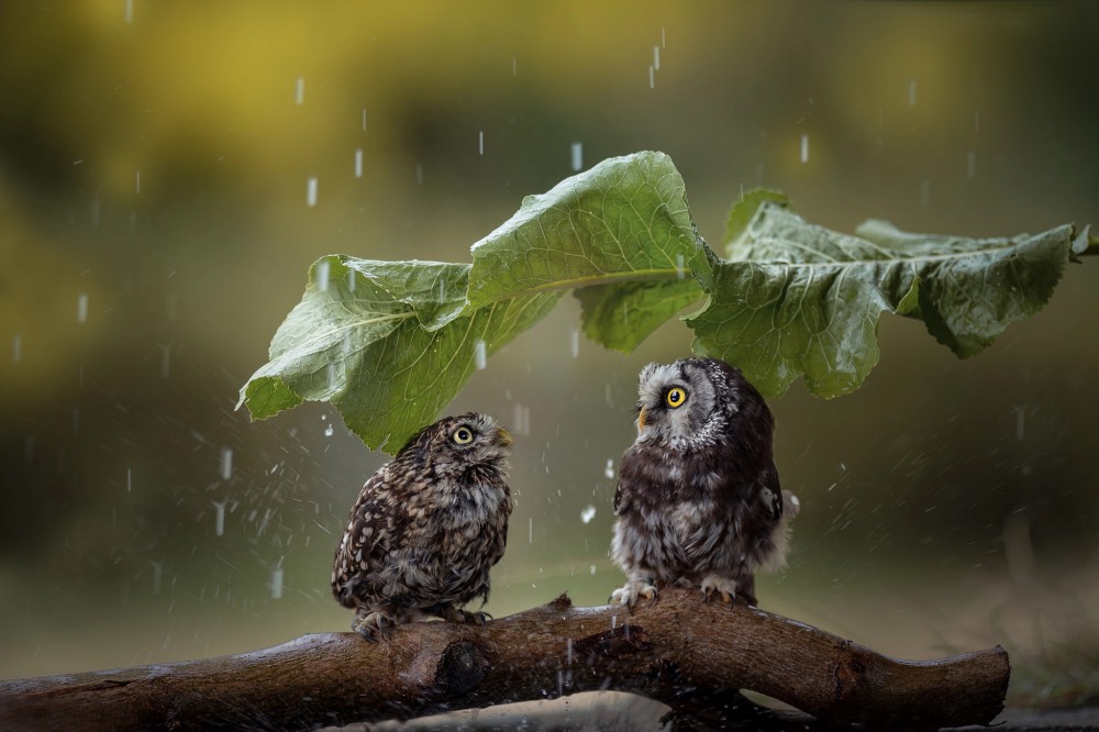 下雨树叶鸟动物高清动物壁纸