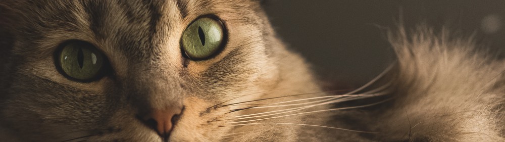 动物绿色眼睛猫4k带鱼屏壁纸