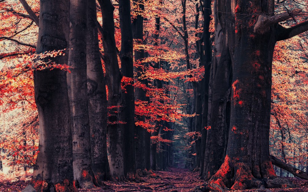 红色树叶森林小路风景高清壁纸