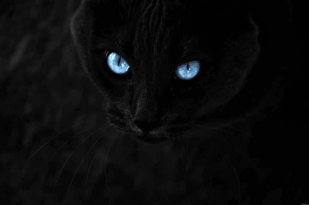 蓝色眼睛的黑猫电脑桌面4k壁纸