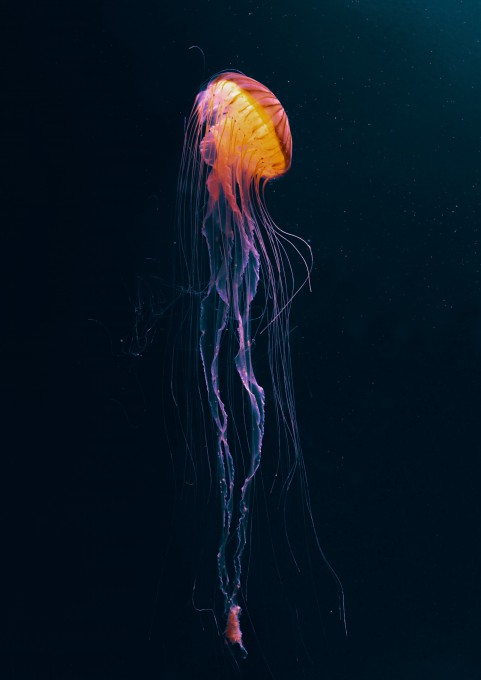 黑暗水下发光的水母触角动物手机壁纸