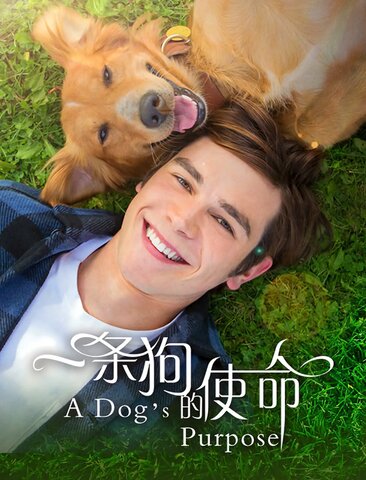 一条狗的使命