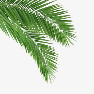 绿色的植物叶子免抠图