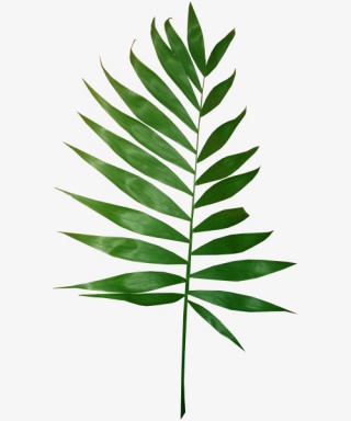 树叶叶子