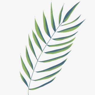 森系热带叶子绿叶素材