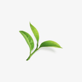 树叶茶叶叶子