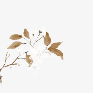 古风梨花水墨手绘