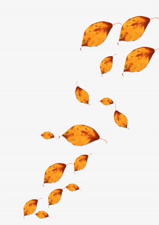 飞舞的枯黄树叶
