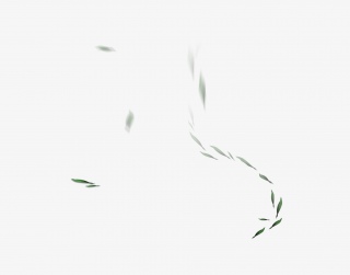 漂浮茶叶