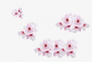 粉色花朵花瓣假花仿真花素材