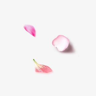 飘落唯美花瓣