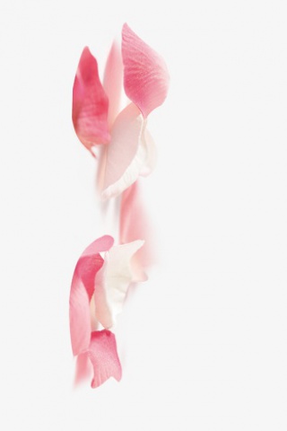 漂浮浪漫花瓣