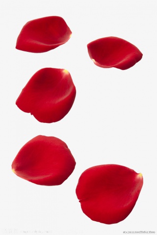 红色花瓣