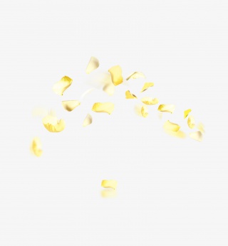 黄色花瓣高清png素材