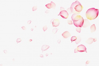 漂浮花瓣