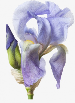 花花朵玫瑰鲜花花瓣
