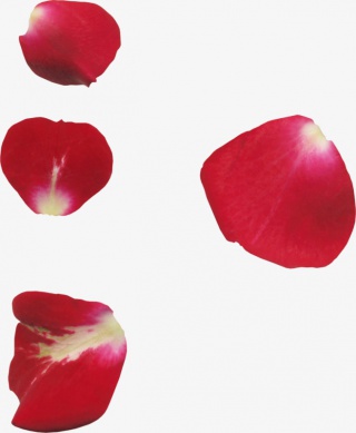 红色玫瑰花瓣