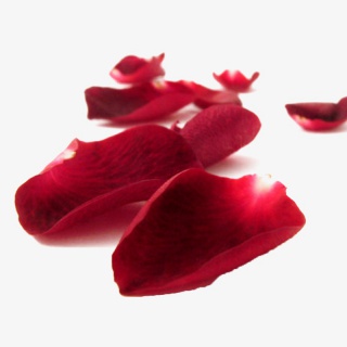 玫瑰花花瓣
