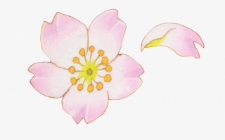手绘桃花花瓣