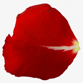 一片红玫瑰花瓣