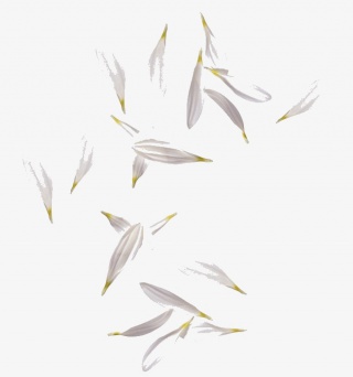漂浮花瓣