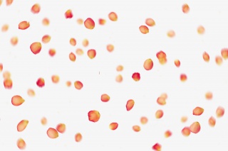 黄色花瓣飞舞