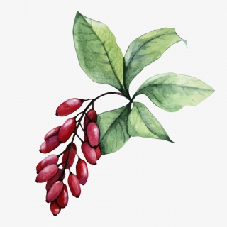 手绘卡通红豆