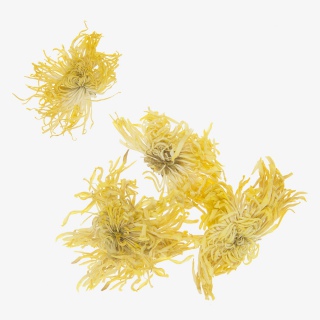 金丝皇菊花茶