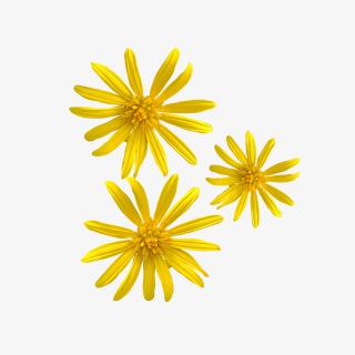 黄色小雏菊可爱花花小菊花png