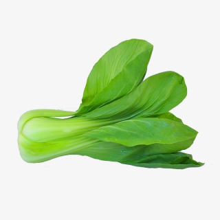 新鲜蔬菜油菜实物摄影