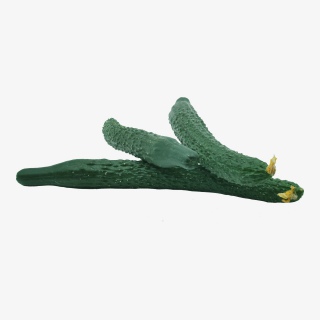 有机蔬菜黄瓜实物拍摄