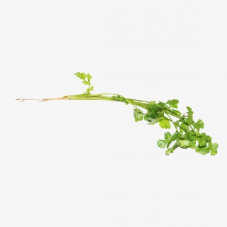 香菜蔬菜免抠实物png素材