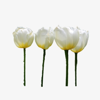 春季公园白色花朵郁金香