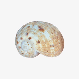 海产品贝壳实物高清摄影