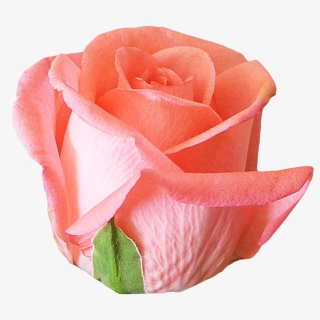 粉色玫瑰花实物免抠PNG素材