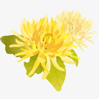 秋分时节菊花手绘插画