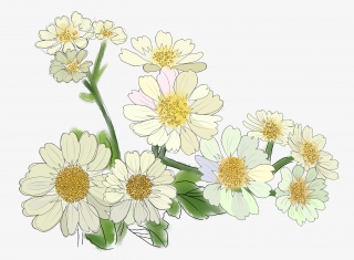 重阳节雏菊菊花素材