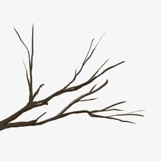 枯树枝