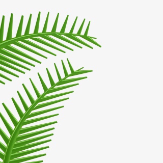 椰子叶绿色树叶热带植物