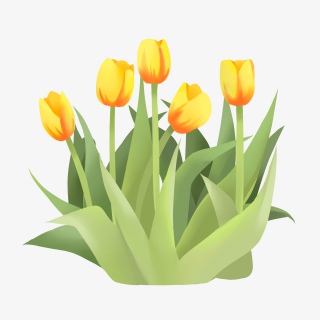手绘鲜花装饰素材郁金香荷兰花