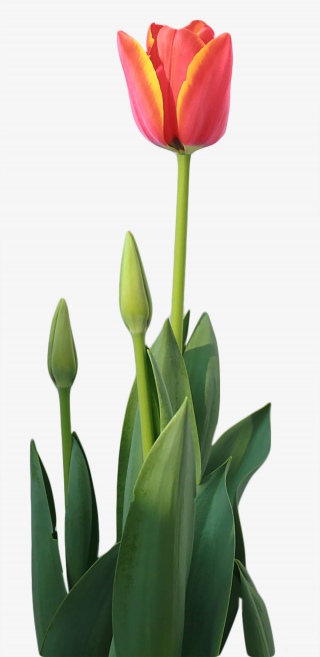 郁金香鲜花