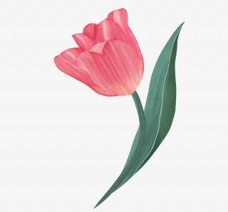 手绘郁金香