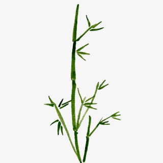 手绘水彩风格竹子插画素材