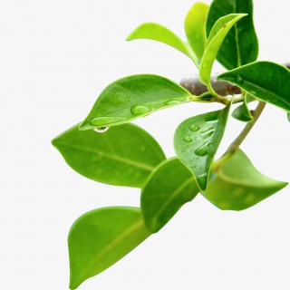 绿色树枝植物树叶