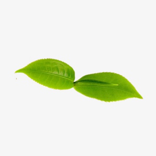 茶叶植物叶子