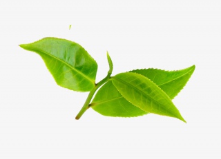 茶叶